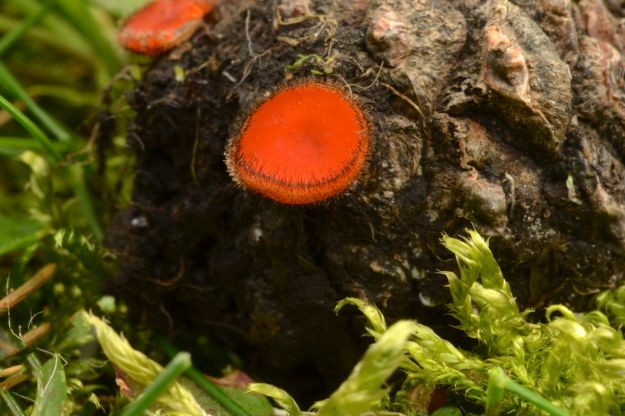  Scutellinia Sp - Eyelash Fungus
