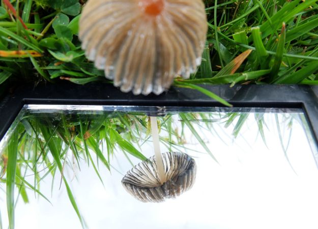 Parasola leiocephala - a Pleated Inkcap. Using a mirror to look at the gills.