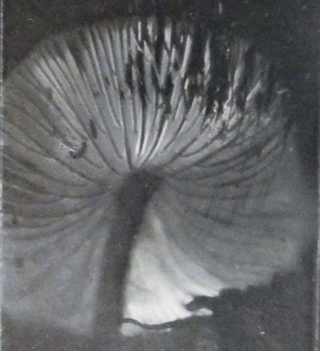A spore print with an almost photograpic effect!