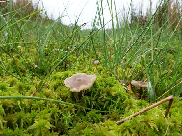 Sphagnum Greyling - Tephrocybe palustris. in boggy ground at Longshaw. 